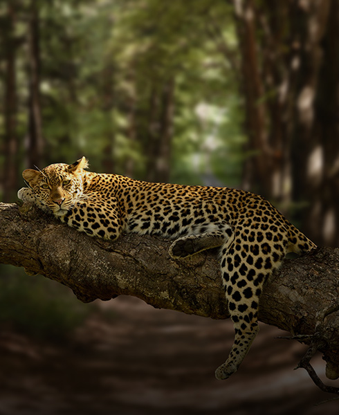 nature and wildlife v2 490x600 1